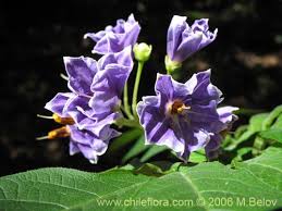 Image result for Solanum tettense