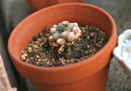 オブツーサも復活の兆し 多肉植物で癒しを 寄せ植え写真や増やし方 育て方を紹介 販売も Petit Succulent