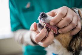 The Importance of Dental Care for Your Pet - Kingsley Vet Hospital