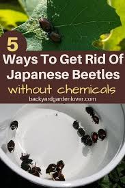 3 / super mario advance 4: How To Get Rid Of Japanese Beetles And Save Your Garden