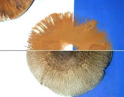 We did not find results for: Make A Spore Print Fungus Fanaticus