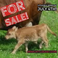 Miniature cattle can be a great investment. White Mountain Miniatures