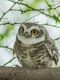 Birds Of Prey Kuslar Cuccioli Di Gufo Uccelli Ve Uccellini