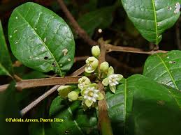 Image result for Trichilia capitata