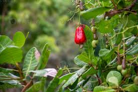 Image result for Anacardiaceae