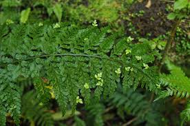 Image result for Asplenium normale