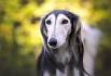Saluki Puppies For Sale - AKC PuppyFinder