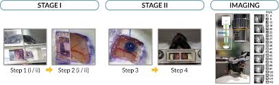 Caustics can be enabled for solid glass materials, however this will always make rendering much slower, and will introduce a lot of unwanted noise. Https Www Biorxiv Org Content 10 1101 2020 01 14 905851v1 Full Pdf