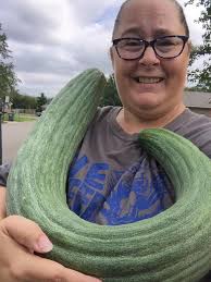 Growing Armenian Cucumbers in Central Texas