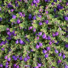 Image result for Scutellaria violascens
