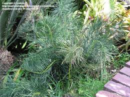 Image result for Macrotyloma stenophyllum