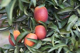 Has been bringing the finest fruit directly to our happy customers. Pin On Gardening