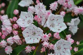 We did not find results for: 30 Best Shrubs For Shade
