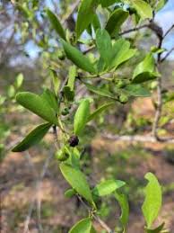 Image result for Psydrax