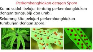 Kunci Jawaban Buku Tematik Sd Kelas 3 Tema 1 Subtema 4 Pembelajaran 5 Halaman 175 176 178 Tribun Ambon