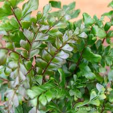 Image result for Didymochlaena