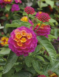 2014 All Seasons Garden Guide Flower Pots Flowers Lantana Flower