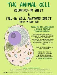 Animal cell coloring answers kids. Animal Cell Freebie Resource Us