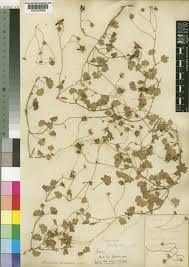 Image result for Cineraria mazoensis