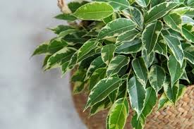 Image result for F kus Ficus