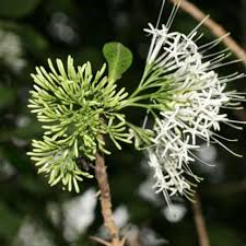 Image result for Pavetta eylesii