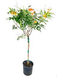 Image result for Tecoma