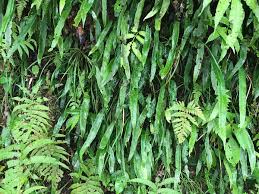 Image result for Deparia