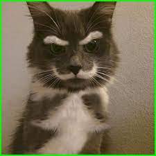 Hebatnya lagi, ternyata si anjing bisa menyesuaikan pose dengan outfit nih. Gambar Kucing Lucu Imut Dan Paling Menggemaskan Sedunia Binatang Anak Kucing Gemas Gambar Kucing Lucu