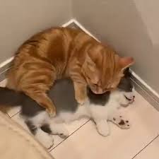 Pin On Cats And Kittens
