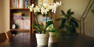 We did not find results for: 20 Best Indoor Flowering Plants Easiest Flowers To Grow Indoors
