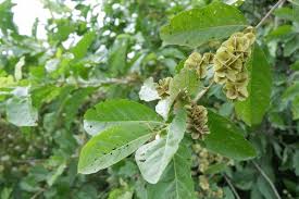 Image result for Duosperma quadrangulare