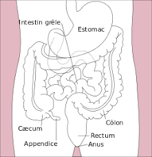 Les douleurs sont parfois remplacées par un simple inconfort abdominal, une pesanteur de l'estomac, des nausées et vomissements ou. Cancer Du Rectum Wikipedia