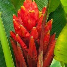 Tanaman Pisang Songgo Langit Scarlet Banana Tanaman Hias Daun Tanaman Bunga