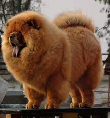 14 Things You Have To Know About The Chow Chow Page 2 Of 3 Petpress Chow Chow Puppy Fluffy Dogs Expensive Dogs