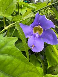 Image result for Thunbergia serpens