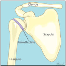 Image result for Growth Plate