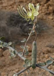 Image result for Cadaba farinosa