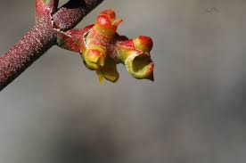 Image result for Viscaceae