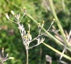 Image result for Senecio subsessilis