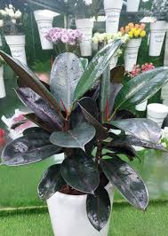 Image result for ficus elastica flower