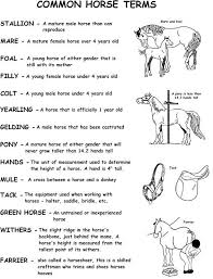 Common Horse Terms In 2020 Horse Care Horses Horse Lessons
