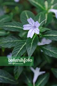 Image result for Ruellia makoyana