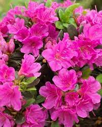 Autumn Royalty Encore Azalea Shrub Azaleas Landscaping Azalea Shrub Azaleas