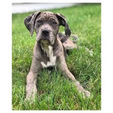 To adopt please fill out an adoption application mae is a 3yo female shepherd/terrier mix who was tags: Great Dane Poodle Mix For Sale Near Me Petfinder