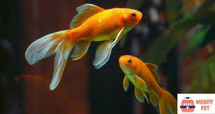 The largest goldfish ever recorded are only that large because someone cared for them and. How Big Can Goldfish Get Spoiler Alert It Can Be Bigger Than You Think