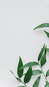 Download Premium Image Of Green Leaf Branches On A White Wall 1207858 Leaves Wallpaper Iphone Green Leaf Wallpaper Plant Wallpaper