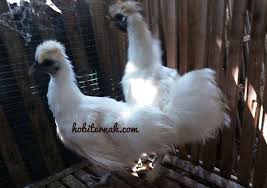 Ayam Kapas Usia 5 Bulan Sepasang Pesanan Bapak Sujono Di Cilacap Kapas Kapasputih Kapascoklat Kapaskuning Kapashitam Hargakapas Hargayamkapas Peng Photo