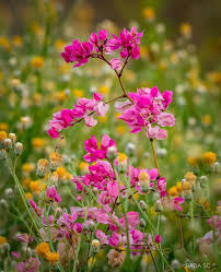 Image result for Bulbostylis hensii