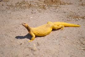 Camel spiders move approximately ten miles per hour. Some Wildlife In Kuwait Album On Imgur