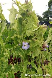 Image result for Thunbergia graminifolia